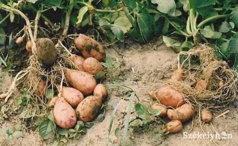 &bullet;  Fotó: illusztráció