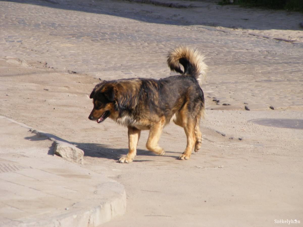 &bullet;  Fotó: Bús Ildikó