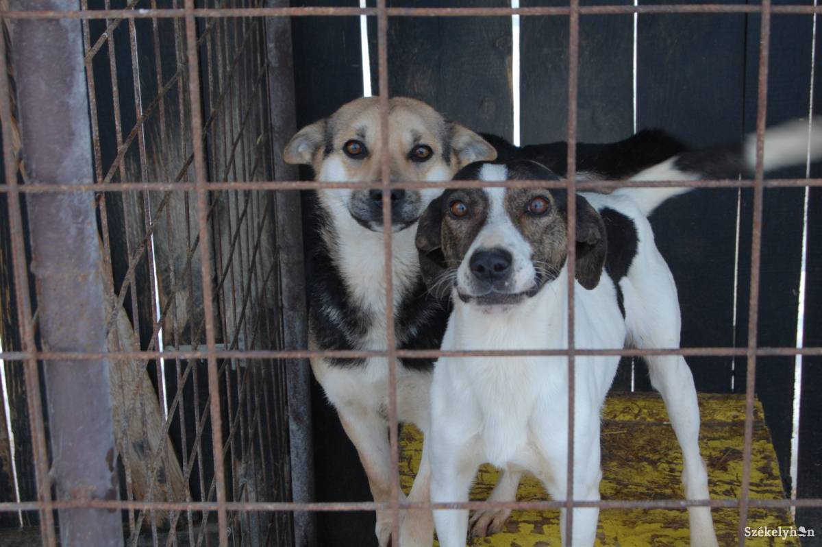 &bullet;  Fotó: Nagy D. István