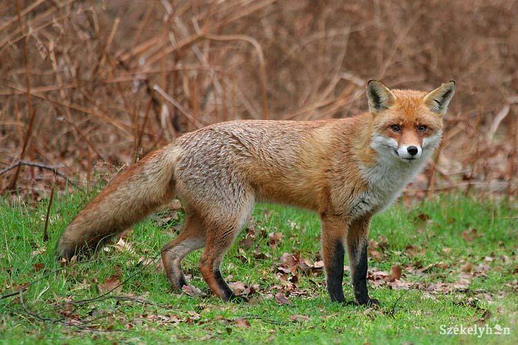 &bullet;  Fotó: illusztráció