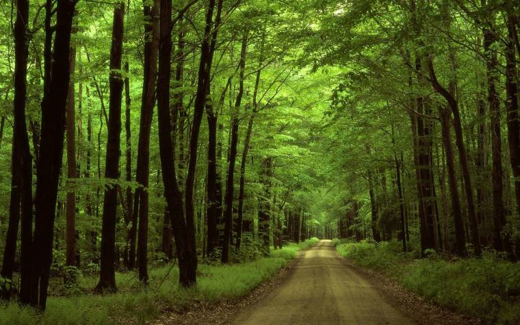 Fatolvajokra vadásznak Háromszéken