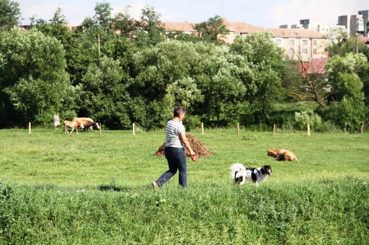 Háborognak a kutyatartók az Olt parti legeltetők miatt