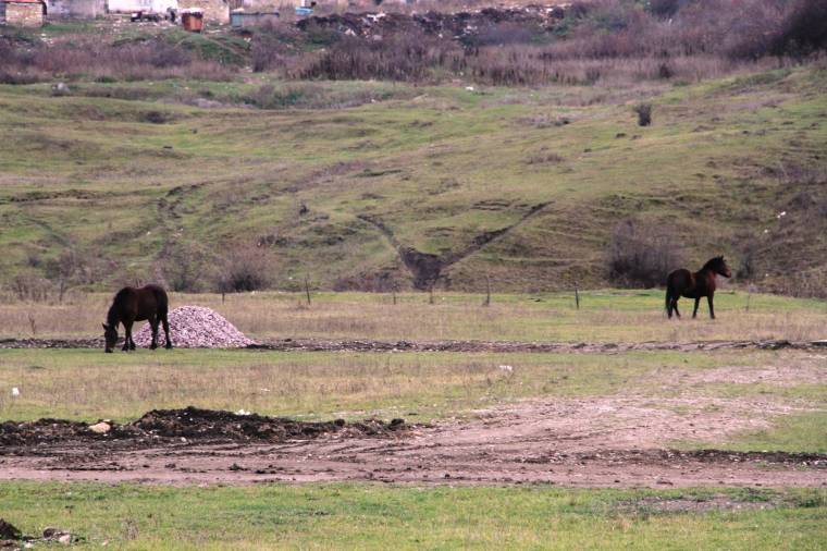 Szekeresek már nem, de a lovak még „beszabadulnak” Sepsiszentgyörgyre