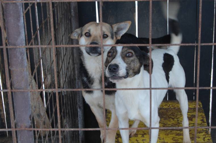 Tiltakozás a kóbor kutyákért