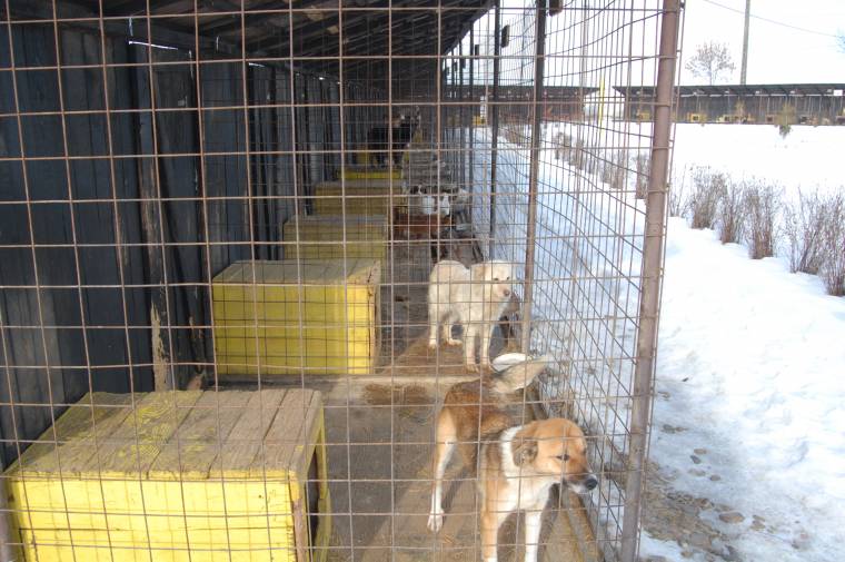 Online is örökbe vehetők a kóbor kutyák Sepsiszentgyörgyön