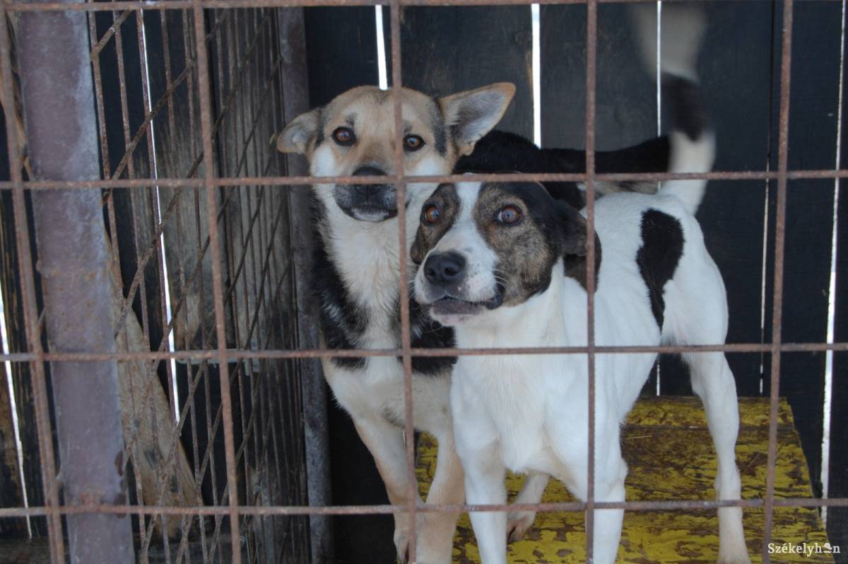 &bullet;  Fotó: koborkutya menhely Sepsiszentgyorgy