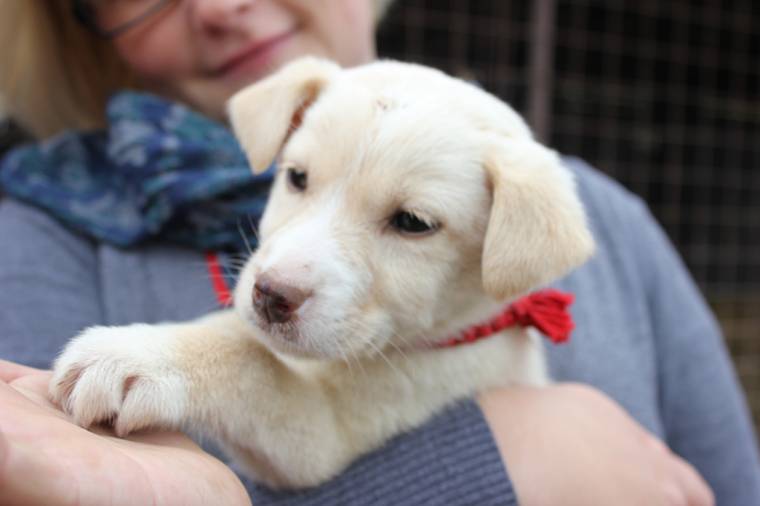 Kilenc kutya talált gazdára a nyílt napon