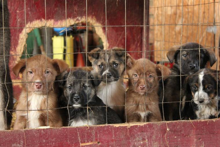 Otthont kereső kutyák