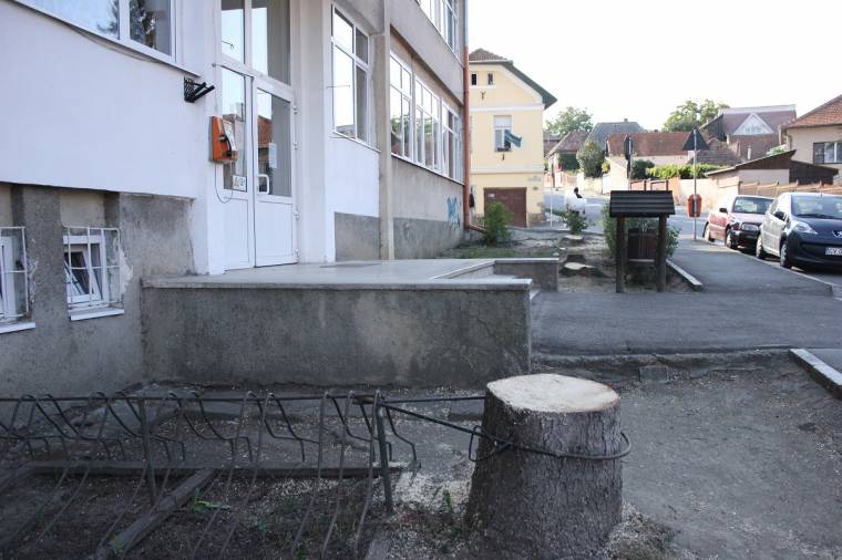 Beteg fenyőfákat vágtak ki