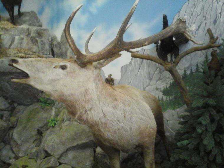 Székelyföldi vadászünnepre készülnek