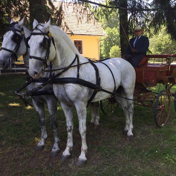 Háromszéki képviseli Romániát a négyesfogathajtó Európa-bajnokságon