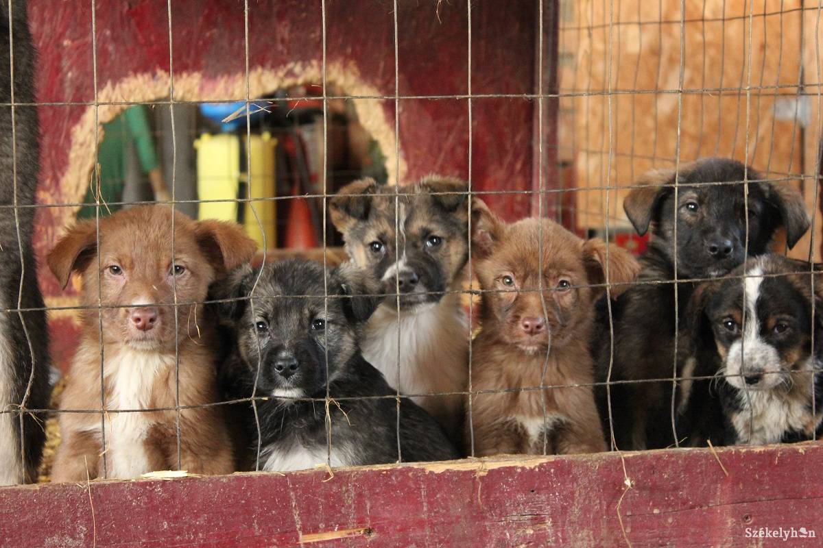 • Fotó: Bencze Melinda