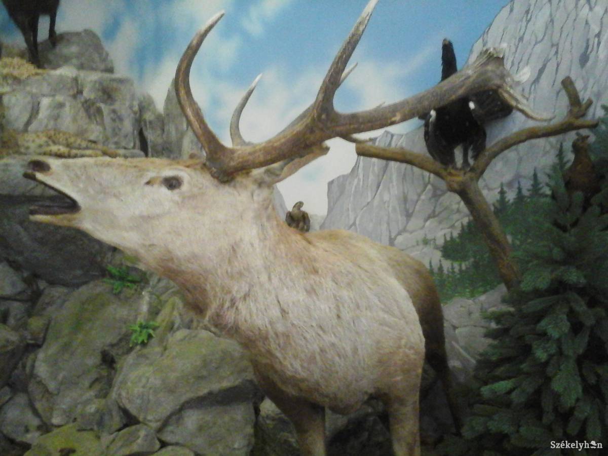 •  Fotó: Szabó Enikő