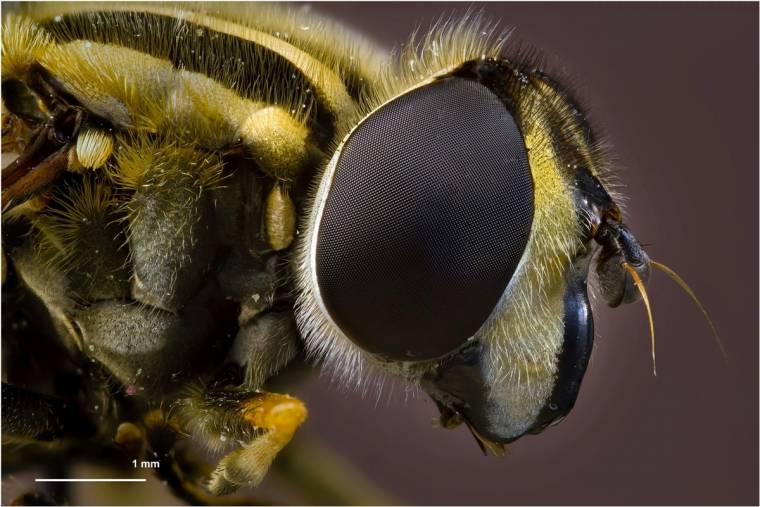 Variációk hat lábra a Székely Nemzeti Múzeumban