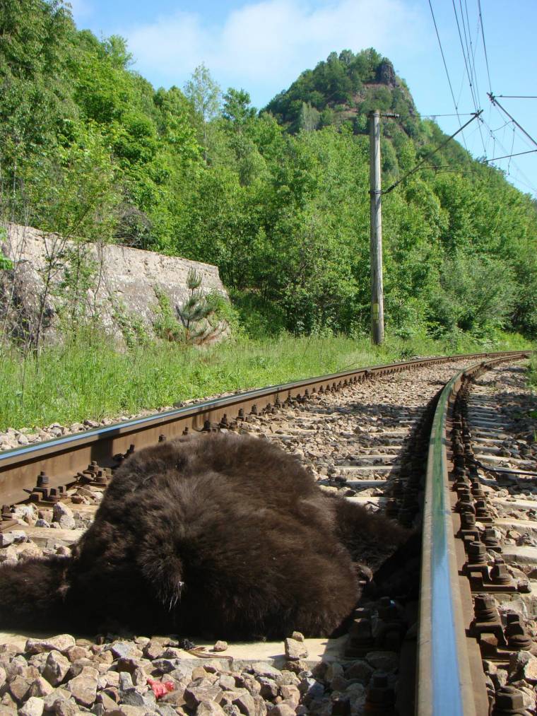 Négy medvetámadás is volt Háromszéken