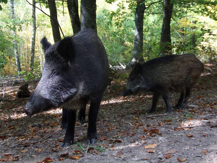 A vadkárok azonnali kifizetését kérte Tánczos Barna