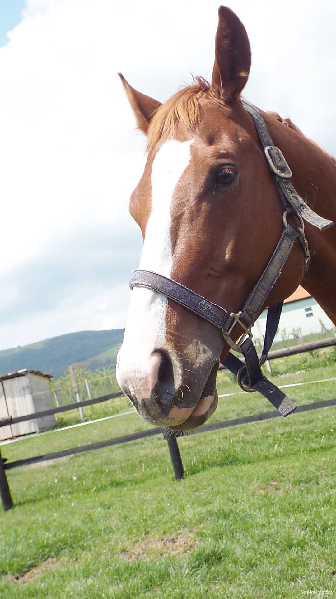 •  Fotó: Vida Attila