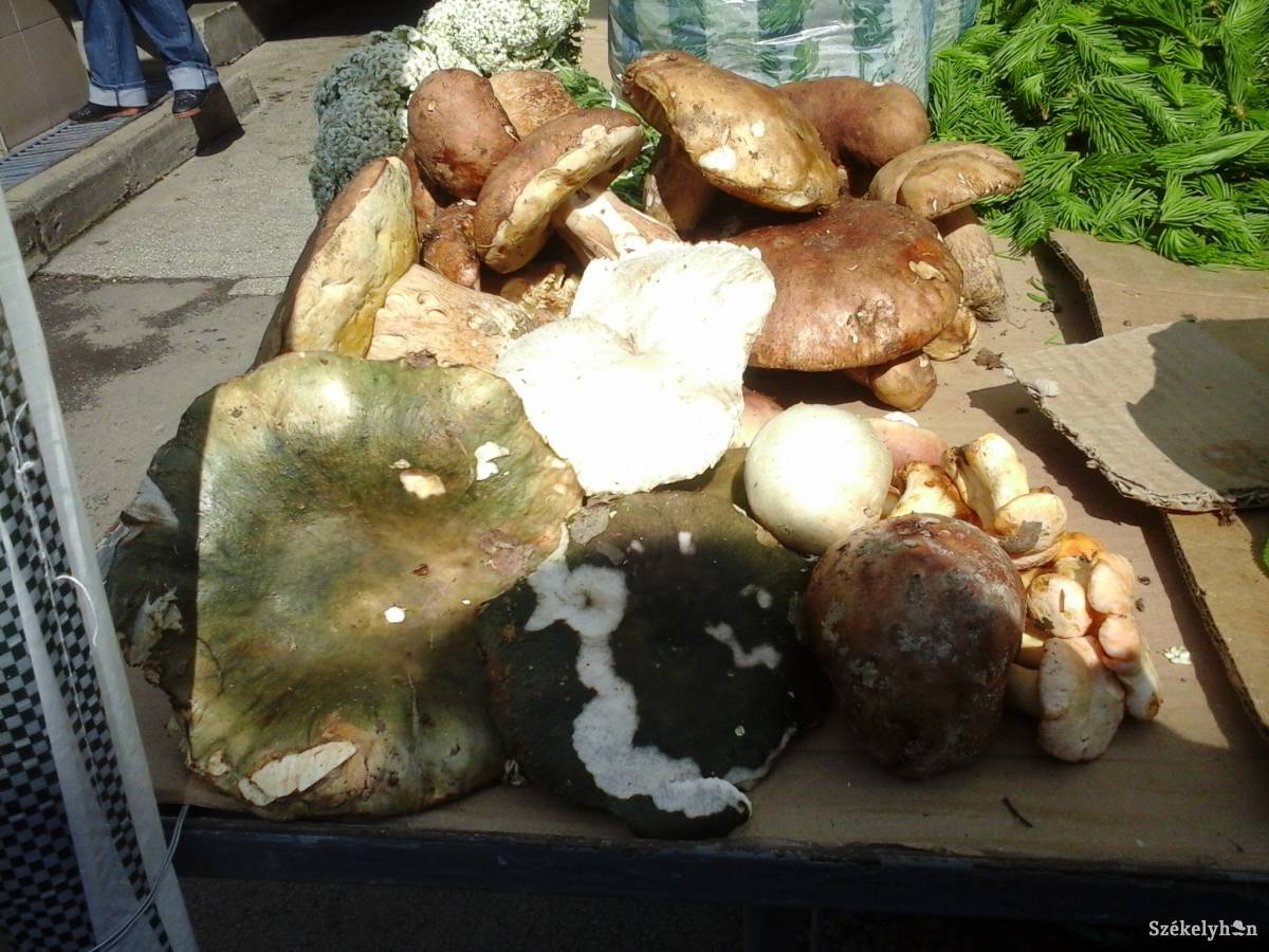 •  Fotó: Szabó Enikő