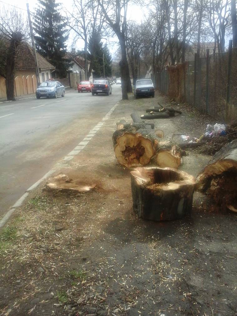 Fákat csavart ki, sportpályát rongált meg az erős szél