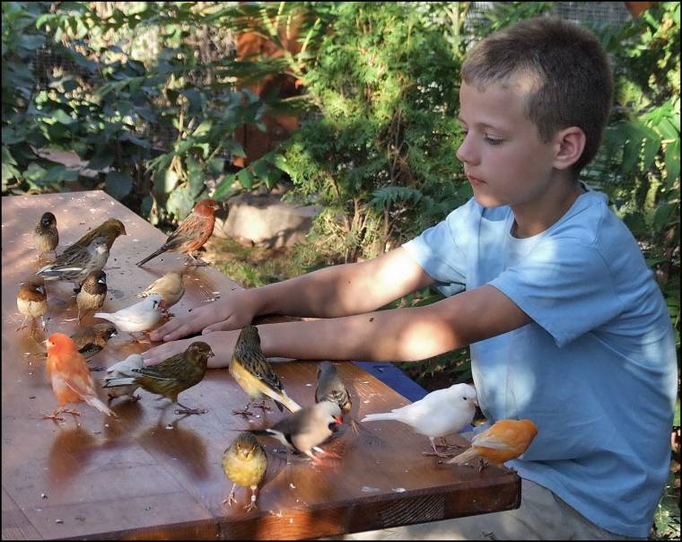 Madarak a pedagógiában és a gyógyításban