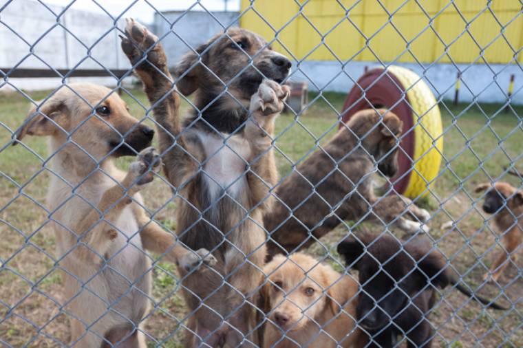 Ismét sok a kóbor kutya Sepsiszentgyörgyön