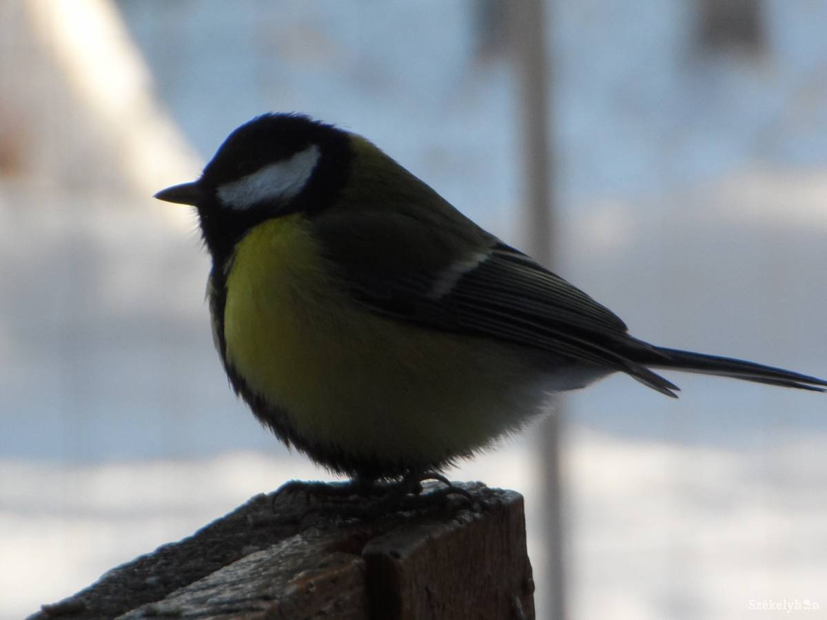 • Fotó: Kelemen László