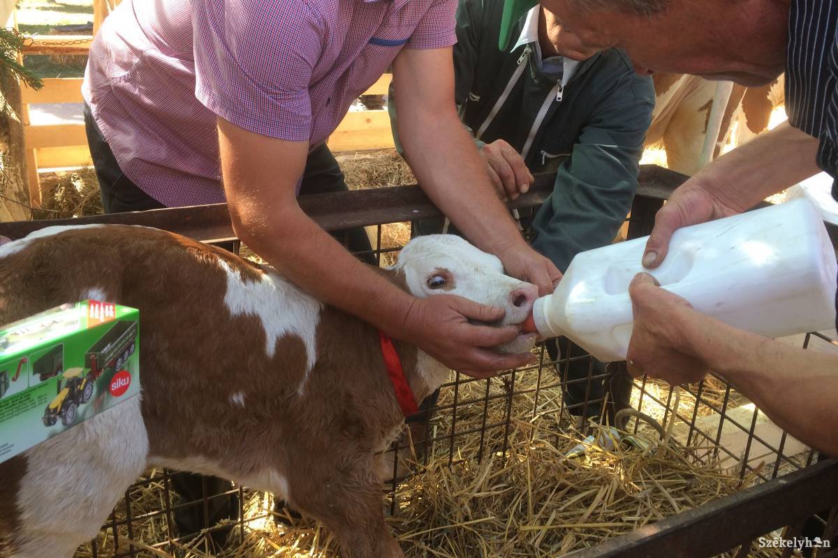 &bullet;  Fotó: Bíró Blanka