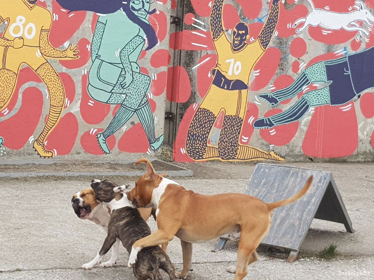 •  Fotó: Bíró Blanka