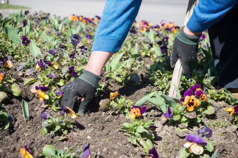 Lakónegyedi zöldövezetek szépítésére lehet pályázni