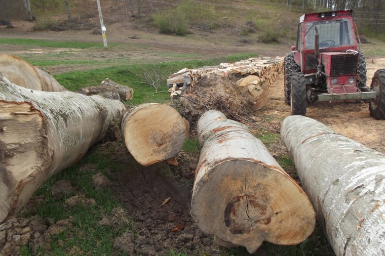 Összefogtak a lakók, és leállíttatták az erdő kitermelését