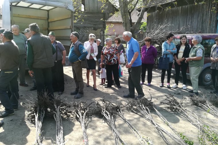 Közel négyezer gyümölcsfacsemetét osztottak szét Háromszéken