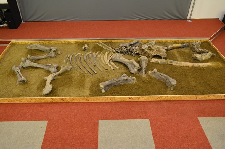 „Visszatért” Erdővidékre a világon egyedülálló masztodoncsontváz