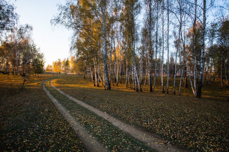 Turistaövezetben támadták meg a kutyák, veszélyben volt az élete