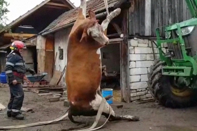 Csatornába esett tehenet mentettek a tűzoltók