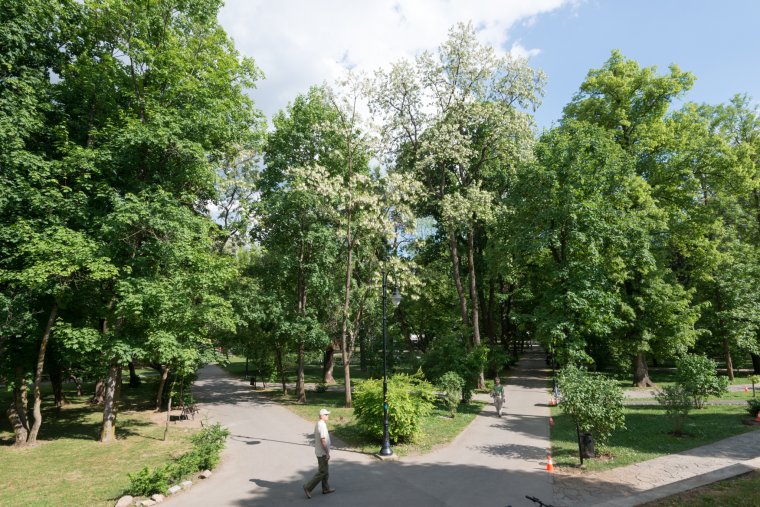 Nyilvántartásba vették a zöldövezeteket: 20 006 fa van Sepsiszentgyörgyön