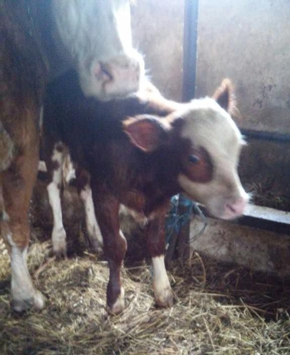 &bullet;  Fotó: Kovászna megyei tűzoltóság