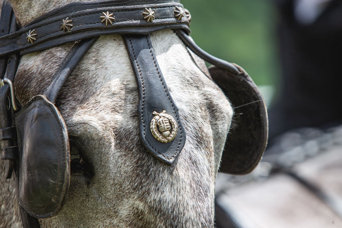 &bullet;  Fotó: Kocsis B. János