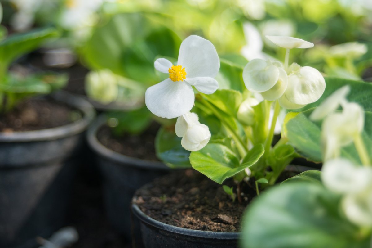 &bullet;  Fotó: Vargyasi Levente