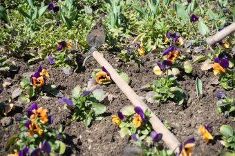 Közösen népszerűsítik a városi kertészkedést Temesváron és Szegeden