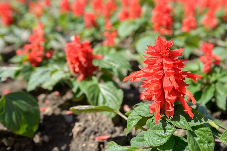 Versennyel ösztönzi a sepsiszentgyörgyi városvezetés a lakóövezeti zöldövezetek szépítését