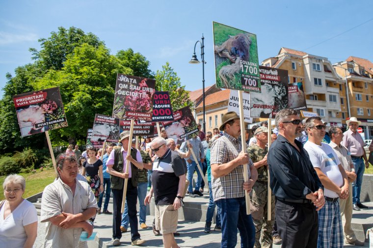 Utcára „űzte” az embereket a tarthatatlan medvehelyzet (összefoglaló)