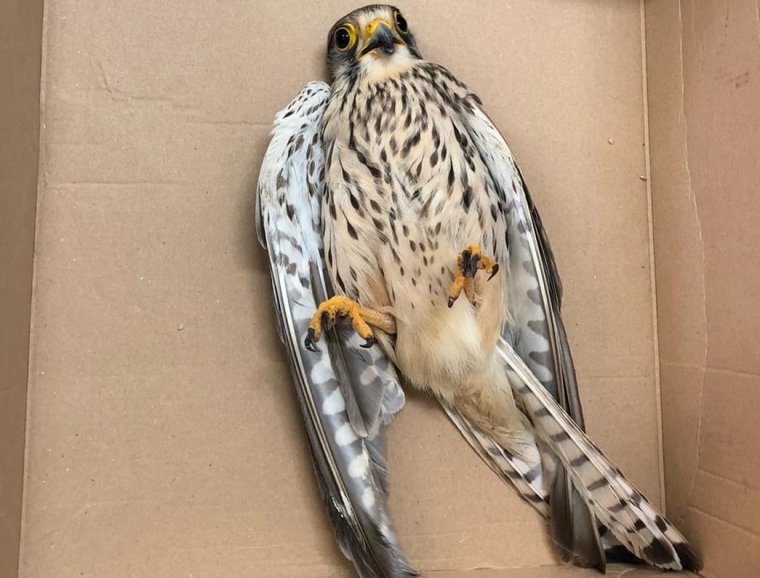 Vörös vércsét és kutyát mentettek a rendőrök