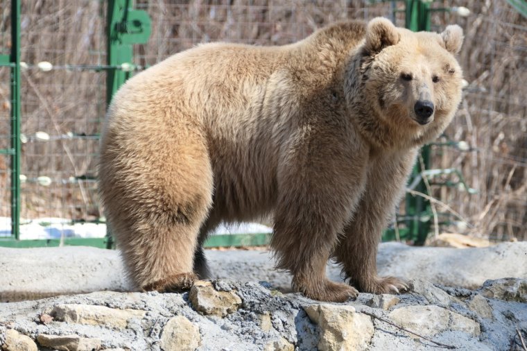 Megérkezett Masha a zernyesti medverezervátumba