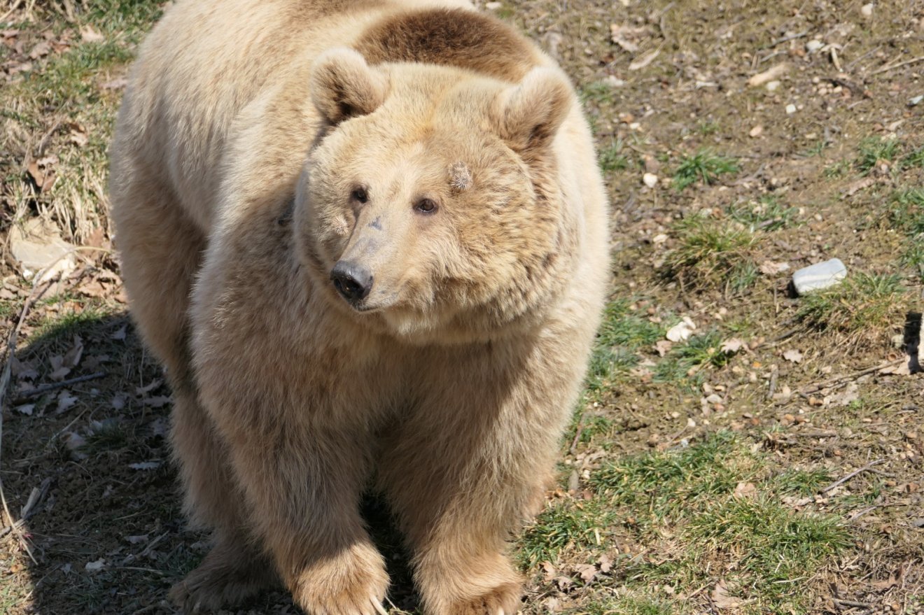 •  Fotó: AMP Libearty - Bear Sanctuary/Facebook