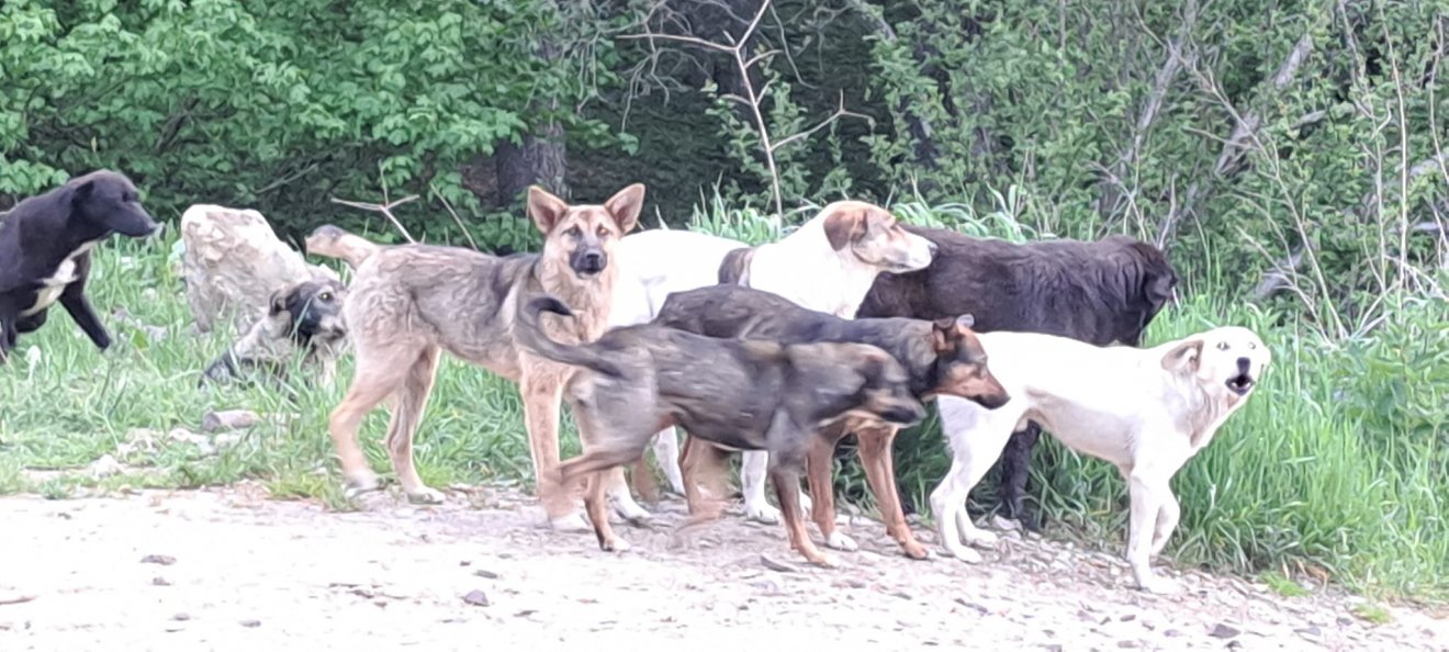 Kóbor kutyafalkák a természetben •  Fotó: Csákány László/Facebook