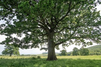 Sepsiszentgyörgy mellett épülhet meg az ország legnagyobb szórakoztató parkja