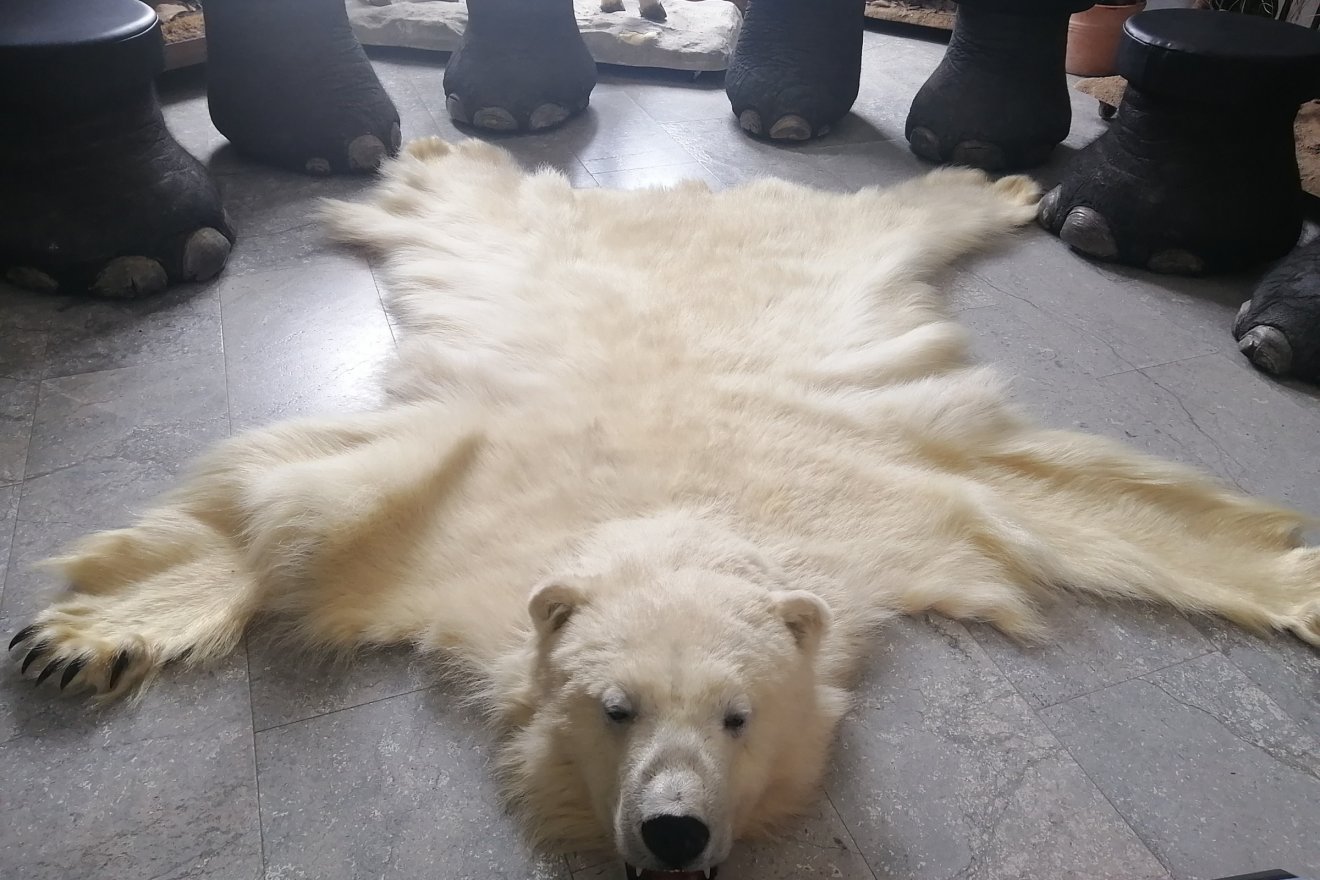 Most már jegesmedve(bőr) is van a múzeumban, amely egy kitömött grizzly társaságában érkezett •  Fotó: Bodor Tünde