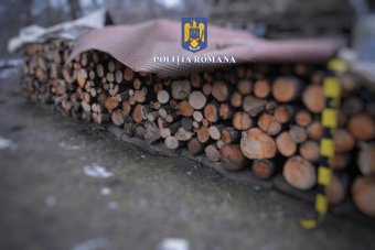 Erdészeti alkalmazott volt a fatolvajok cinkosa