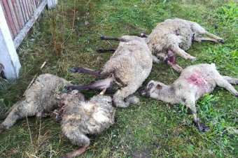 A környezetvédelmi ügynökségek „szeszélyén” múlik a gazdák vadkár utáni kártalanítása