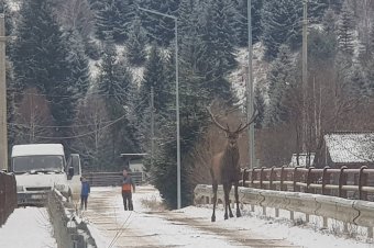 Mégsem legenda a csodaszarvas, Kommandón meg is mutatta magát